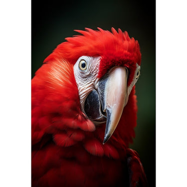 Red Macaw Canvas